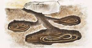 女生殖器結(jié)構(gòu)圖(首次發(fā)現(xiàn)：雌蛇也有人類生殖器官它究竟有何用？被發(fā)現(xiàn)有何價值)