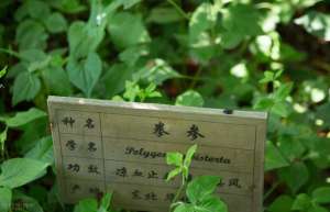 澀女人(拳參，清熱毒，涼血止血，腸熱，崩漏，月經(jīng)過(guò)多，便血，吐血)
