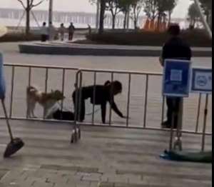 女人和狗做(深圳一女子和狗同拴一根繩跪地爬行？警方已介入調(diào)查)