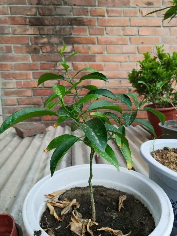 在家种西红柿,土里埋两片,蹭蹭长出红果子!