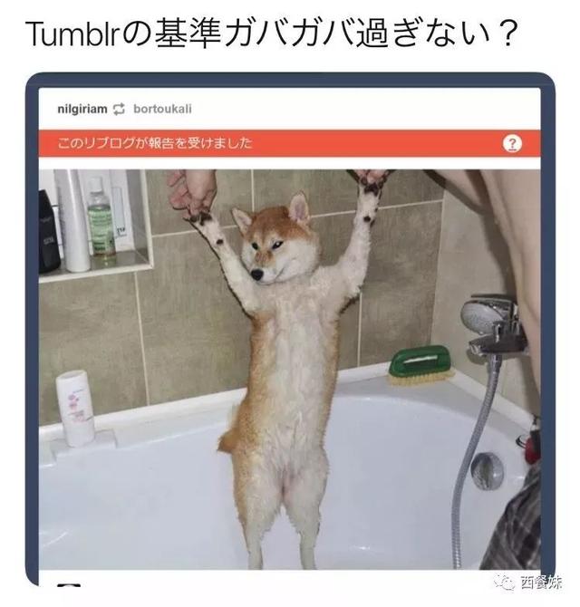 全网“最色情”社交网站凉了!突然下架成人内容,30万男网友愤怒抗议……