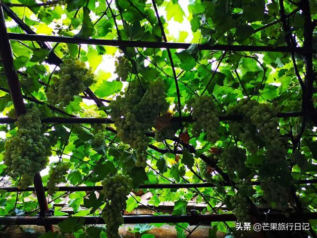 新疆旅游,到回族美女家做客,眼界大开,简直是女人梦想的天堂