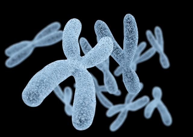 科学家发现Y染色体正在消失,到了将来,是不是就没有男性了?