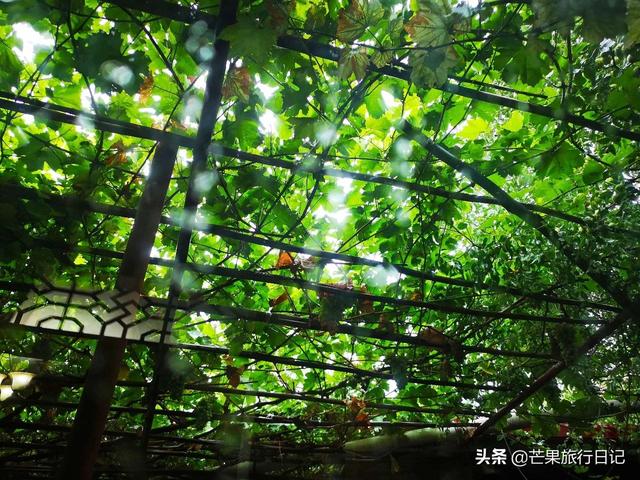 新疆旅游,到回族美女家做客,眼界大开,简直是女人梦想的天堂