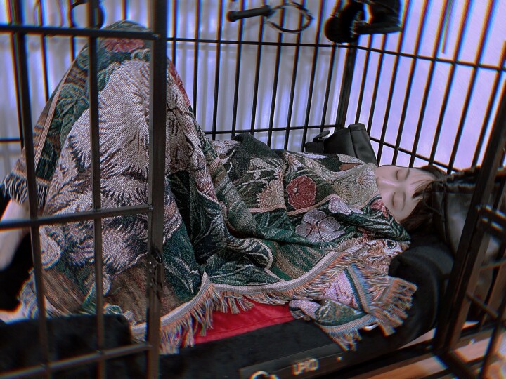 搜集的妹子图片-母狗调教