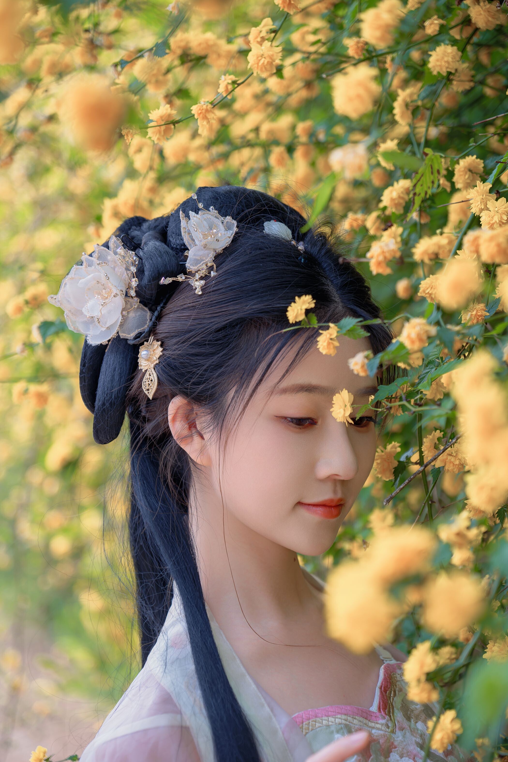 海棠仙，粉红海棠神仙美人