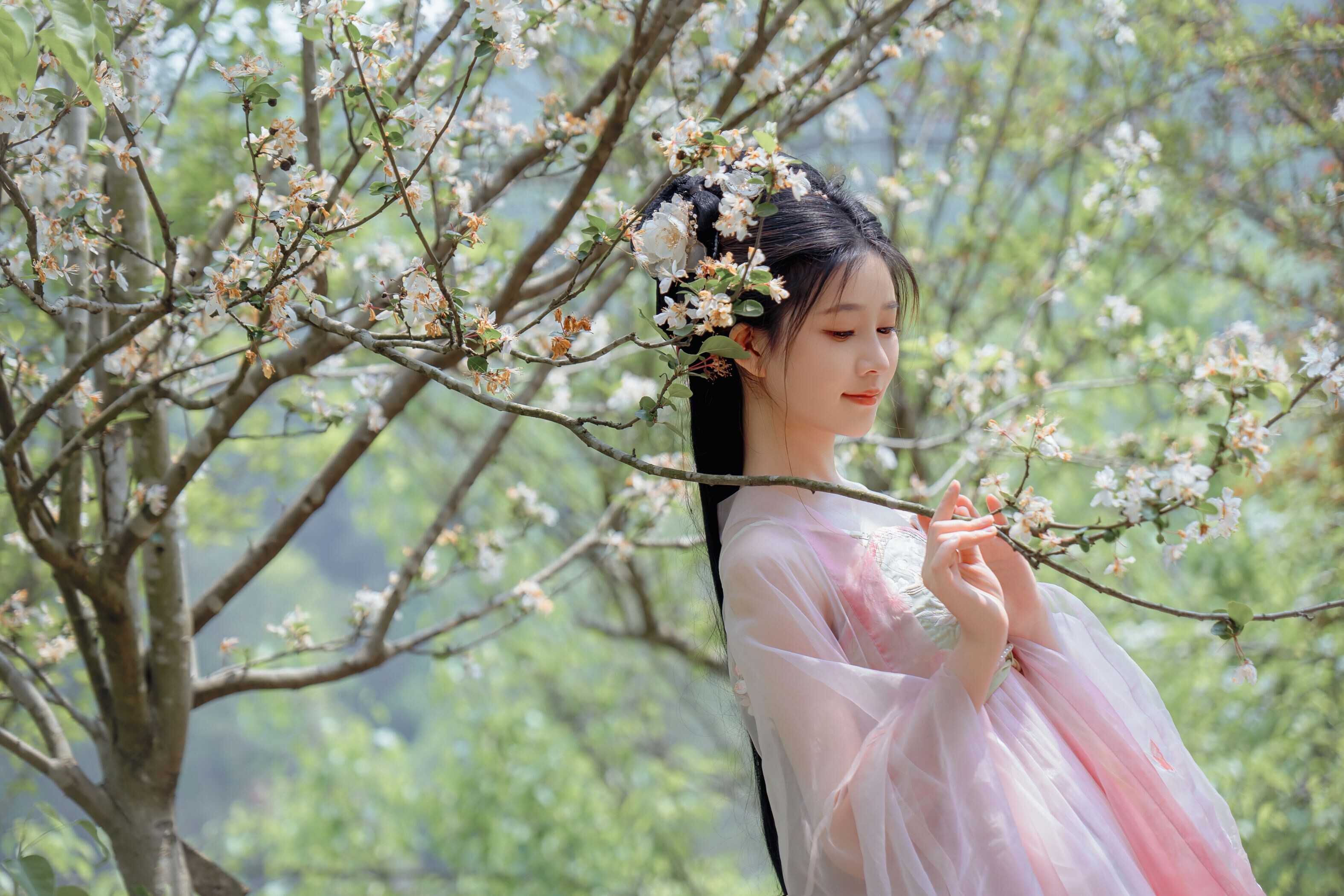 海棠仙，粉红海棠神仙美人